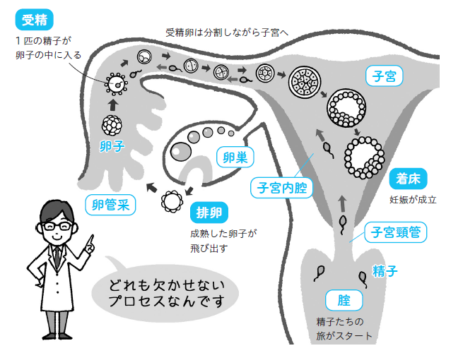 排卵～着床まで知っておきたい6STEP！妊娠成立のプロセスを図解で説明します【医師監修】 | 不妊治療・妊活のクリニック探し・情報収集なら ...