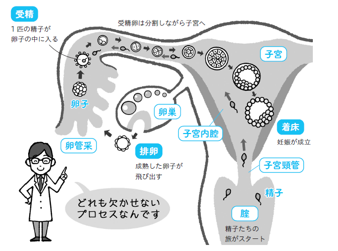 【図解】妊娠成立のプロセス