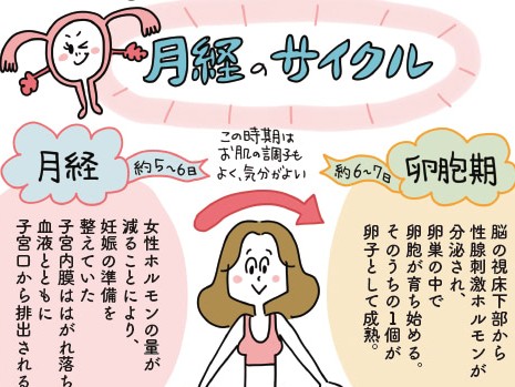 月経サイクル